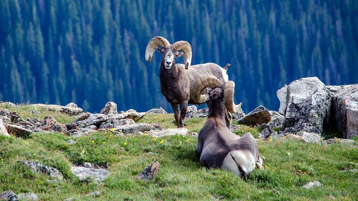 Two bighorn sheep on an edge of a cliff with grass against mountains with greenery