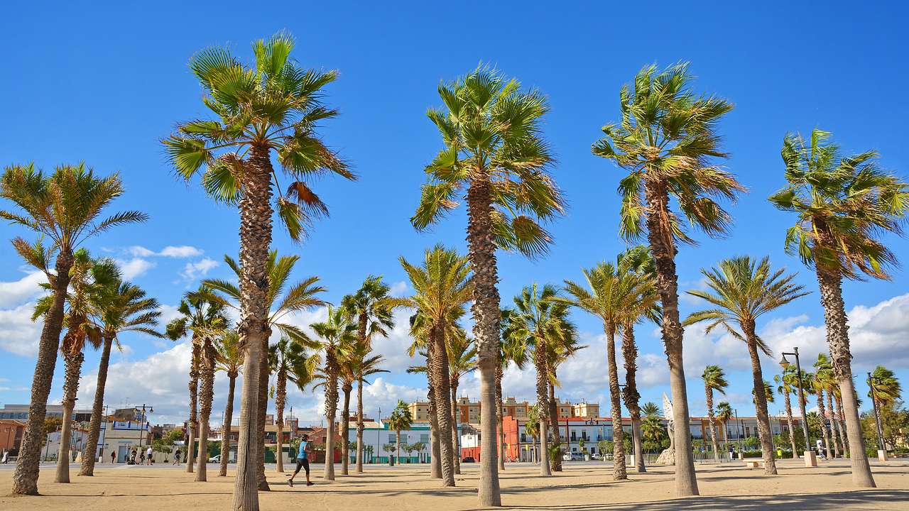 Tall palms planted in an organized grid near the beach