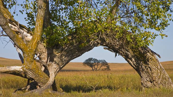 A view of a cottonwood tree seen through the bent trunk of another tree on a prairie