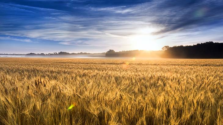 The sun rising over a wheat field casting a golden shadow