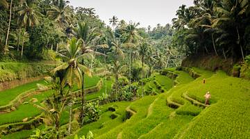 Tegalalang Rice Terraces, Ubud, Bali, Indonesia