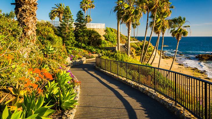 A path with palm trees and greenery on one side and a beach on the other