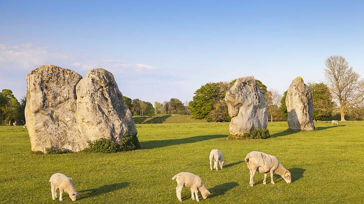 Large stones in a circle, on a green lawn, with four sheep in front