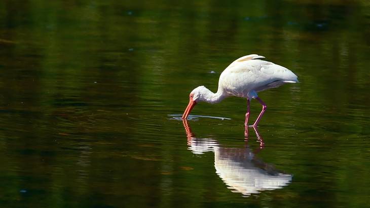 An American white ibis drinking water from a lake with a green reflection