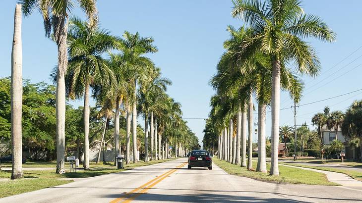 A picturesque road with a black car and palm trees on each side on a sunny day