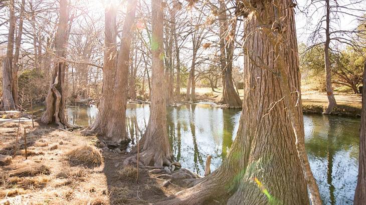 Looking at bare trees and brown grass surrounding a water body on a sunny day