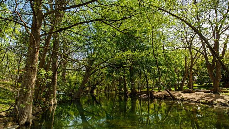 Looking at a swamp with a green reflection of trees, surrounded by green trees