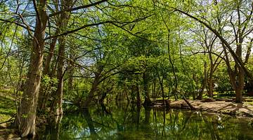 Looking at a swamp with a green reflection of trees, surrounded by green trees