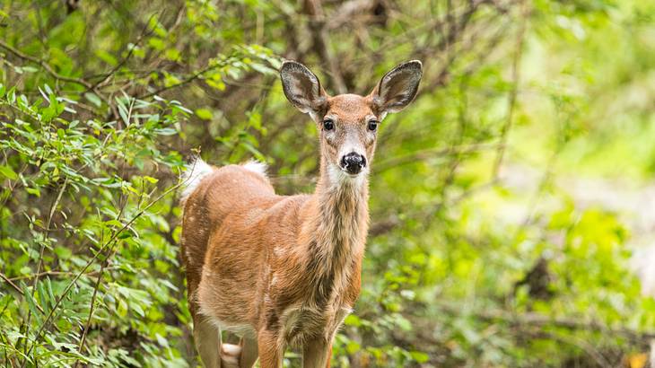 A deer standing in a forest surrounded by greenery
