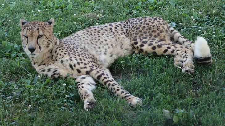 A cheetah laying in the grass