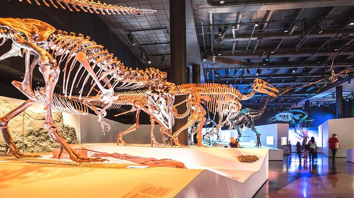 Dinosaur skeleton models in a museum