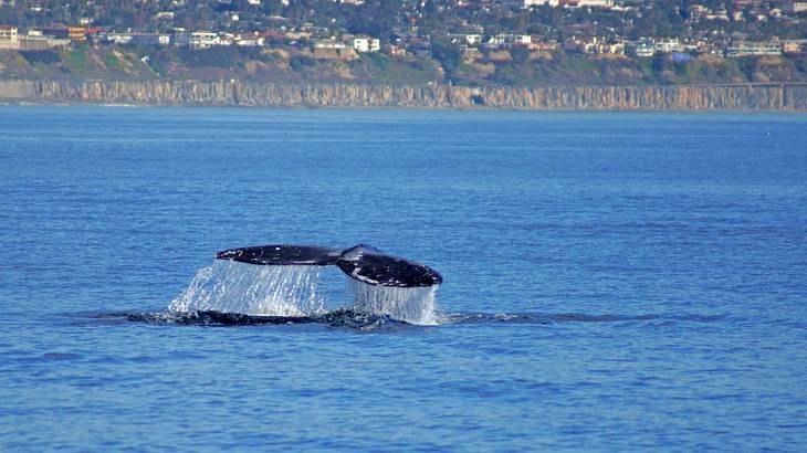 A whale's tail sticking out of blue water against a green cliff with houses