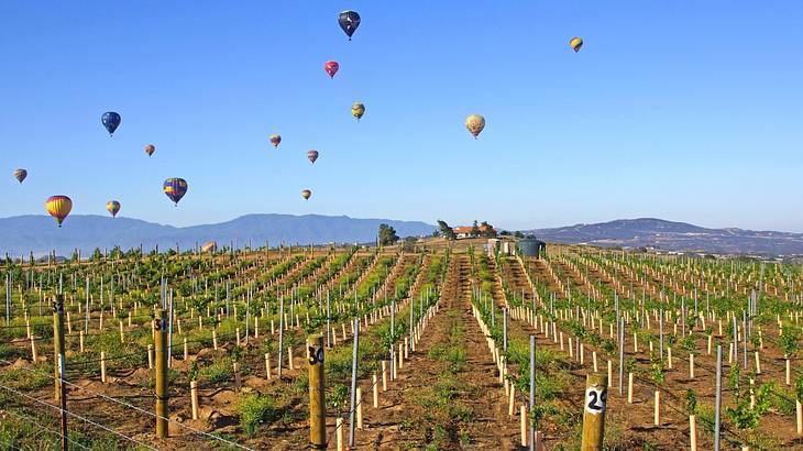 Looking at a vineyard with several hot air balloons flying against clear blue sky