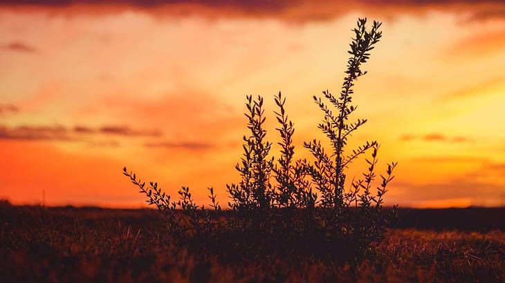 A close-up of a plant against an orange-yellow sunset sky