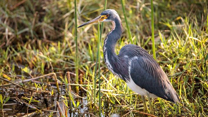 Looking at a Tricolored heron bird standing on tall green swampy grass