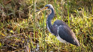Looking at a Tricolored heron bird standing on tall green swampy grass