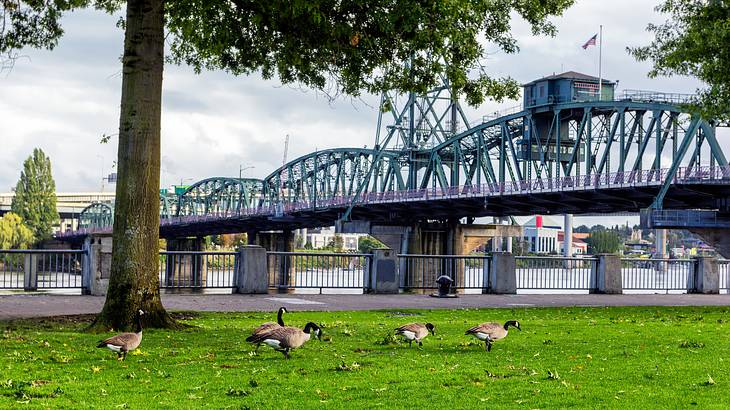 Geese walking on green grass against a tree, & a bridge on a river under a cloudy sky Geese walking on green grass against a tree, & a bridge on a river under a cloudy sky
