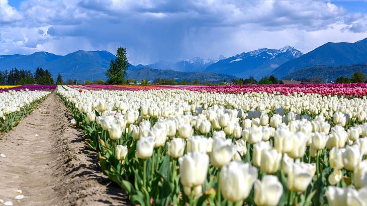 A field of pink and white tulips with mountains and clouds at the back