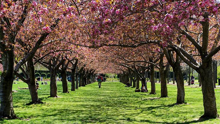 Pink cherry blossom trees lining a grass path Pink cherry blossom trees lining a grass path