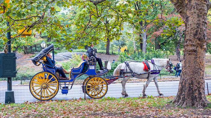 A horse-drawn carriage in a park