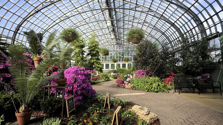 The inside of a botanical conservatory with glass ceiling and green and purple plants