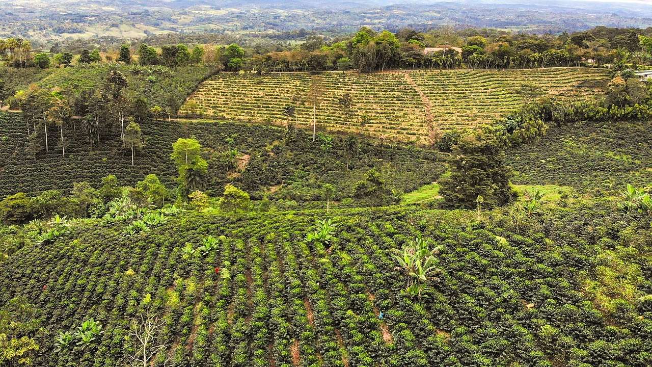 On your 10 days in Costa Rica itinerary, going to a coffee plantation is a must