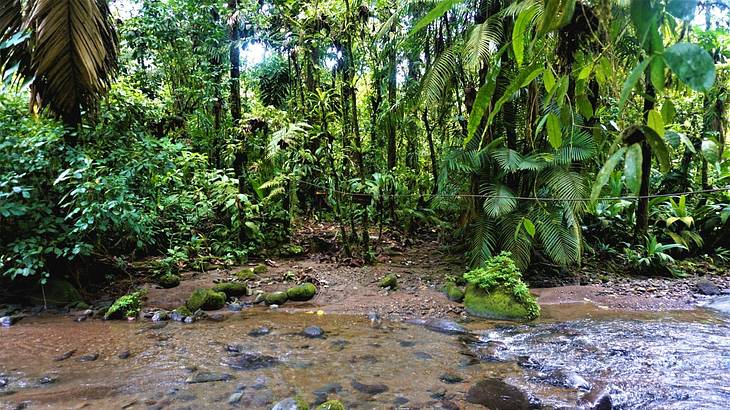 A river with green trees surrounding it