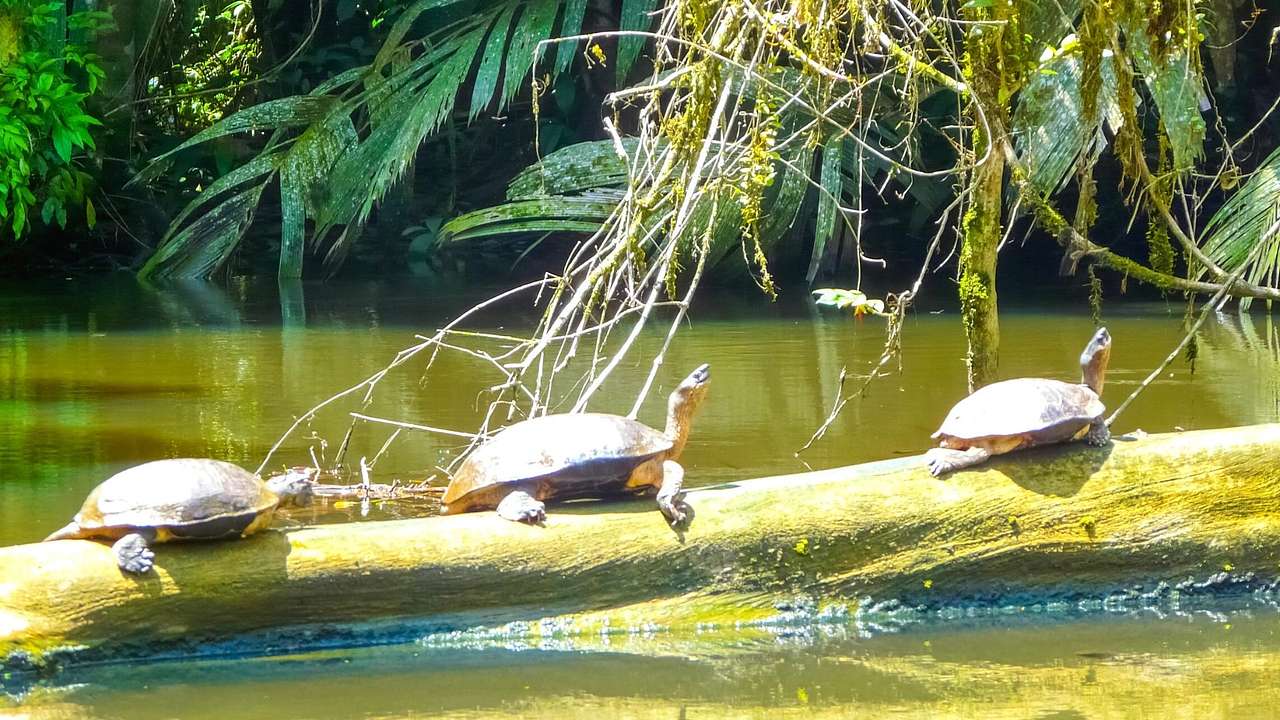 Three turtles climbing out of the water on a tree trunk in Tortuguero National Park