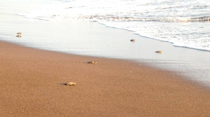 Small baby turtles on the sand heading towards the ocean