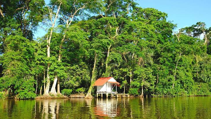 A green river with a small hut and green trees on the shore