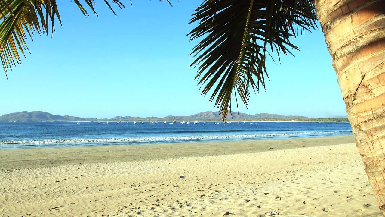 A sandy beach and close-up of a palm tree with ocean and mountains in the background