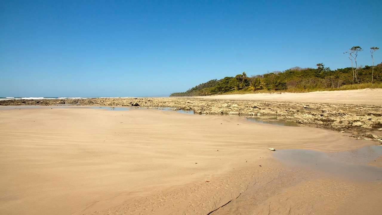 A wild beach with sand and green trees under a clear blue sky