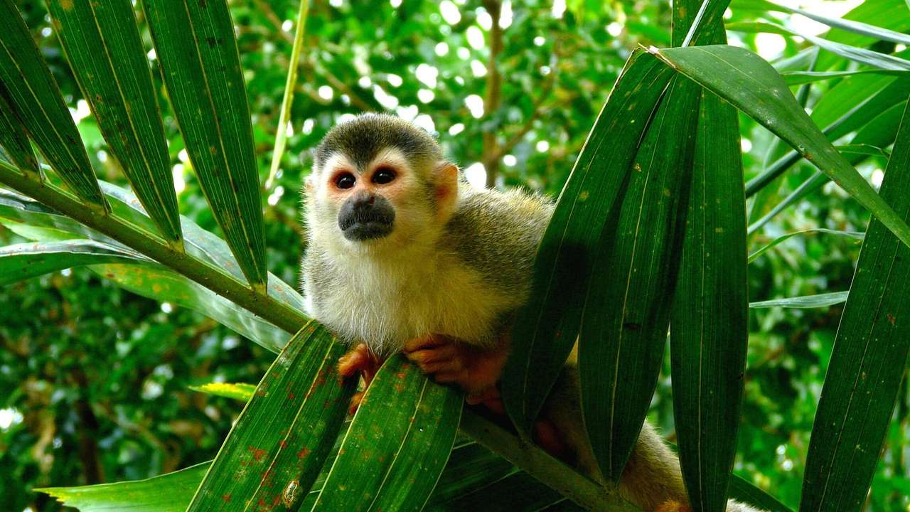 A squirrel monkey looking out from a plant with green leaves