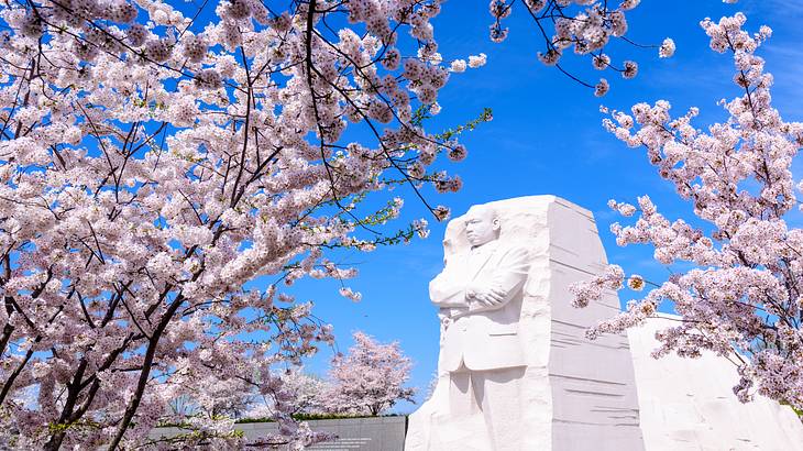 Cherry blossom tree with white flowers and a white statue of a man in the background