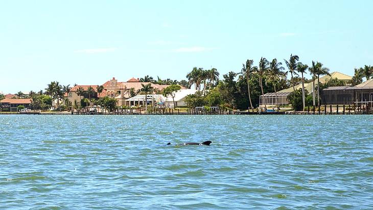 Two dolphins in the ocean with homes and palm trees on the shore