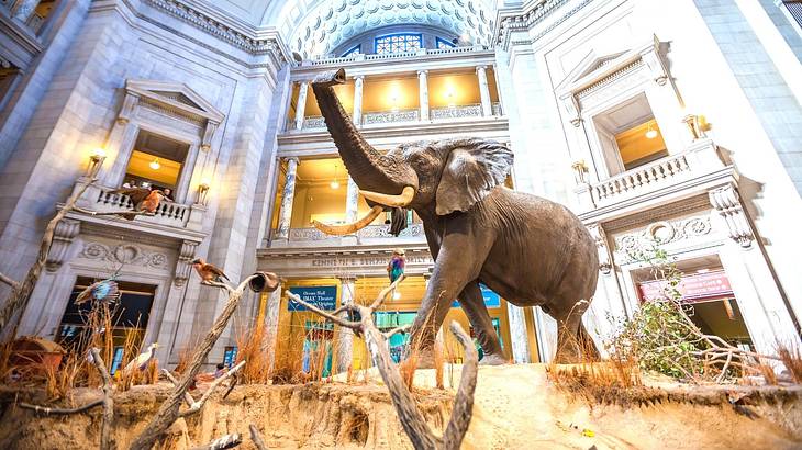 A museum exhibit with an elephant in a room with stone walls and high ceilings