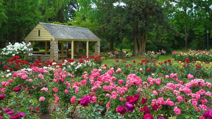 A rose garden with pink, red, and white flowers, and a small hut structure