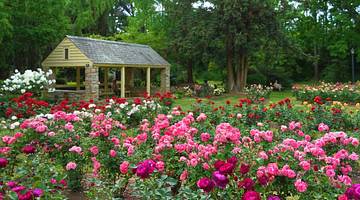 A rose garden with pink, red, and white flowers, and a small hut structure