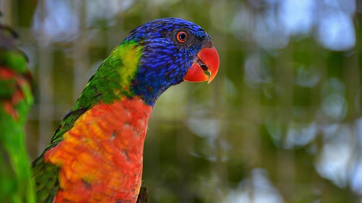 An orange, green, and blue lorikeet with green trees in the background