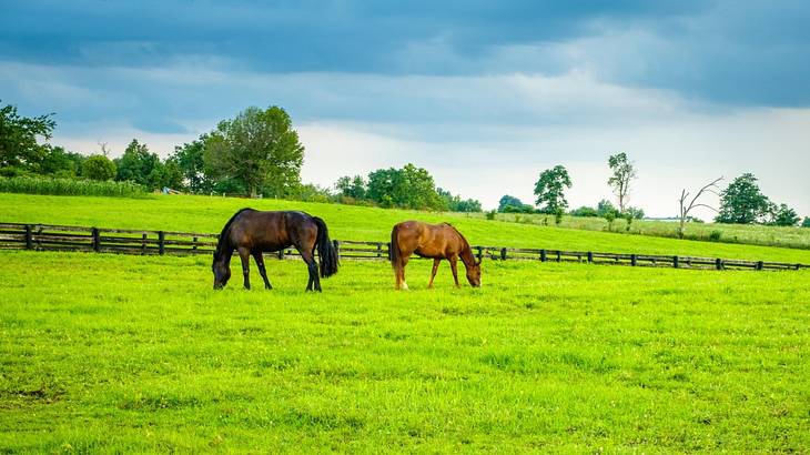 Two horses in a green field under a blue sky Two horses in a green field under a blue sky