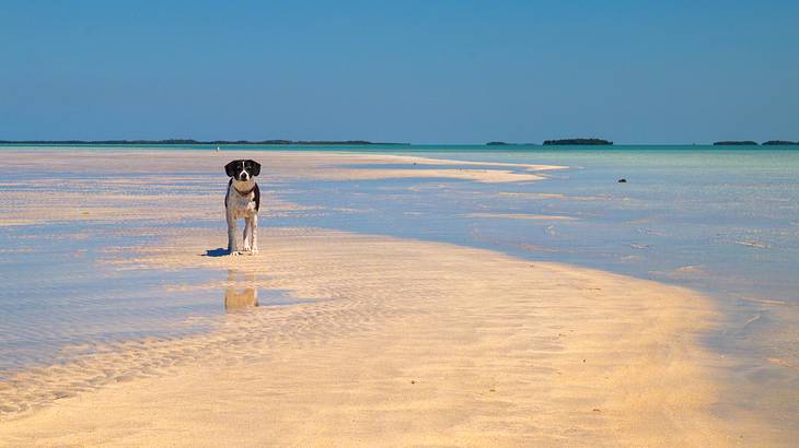 A black and white dog on a beach at low tide under a blue sky
