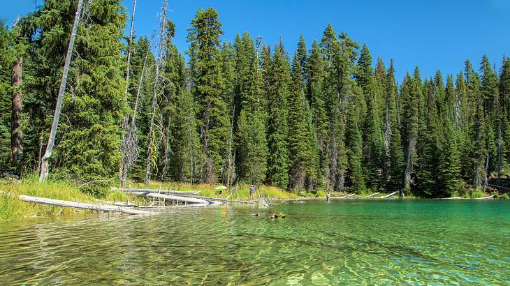 Looking towards a shallow water body with green reflection surrounded by alpine trees