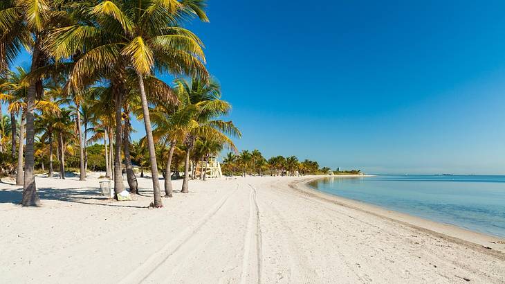 A white sand beach with palm trees and blue ocean