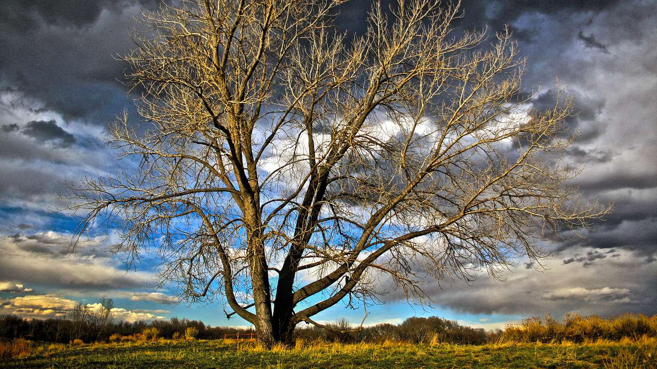 A leafless tree on green grass against a fairly cloudy sky