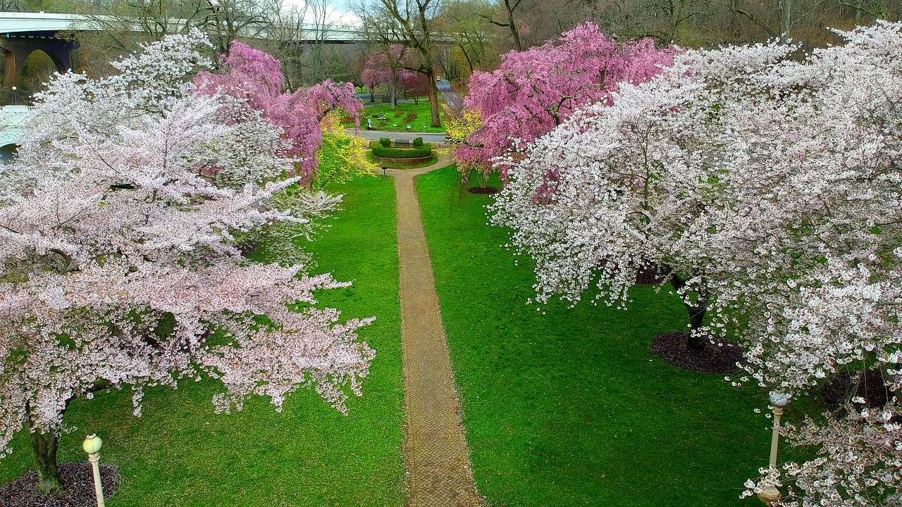 A walkway in the middle of green grass with cherry blossom & magnolia trees