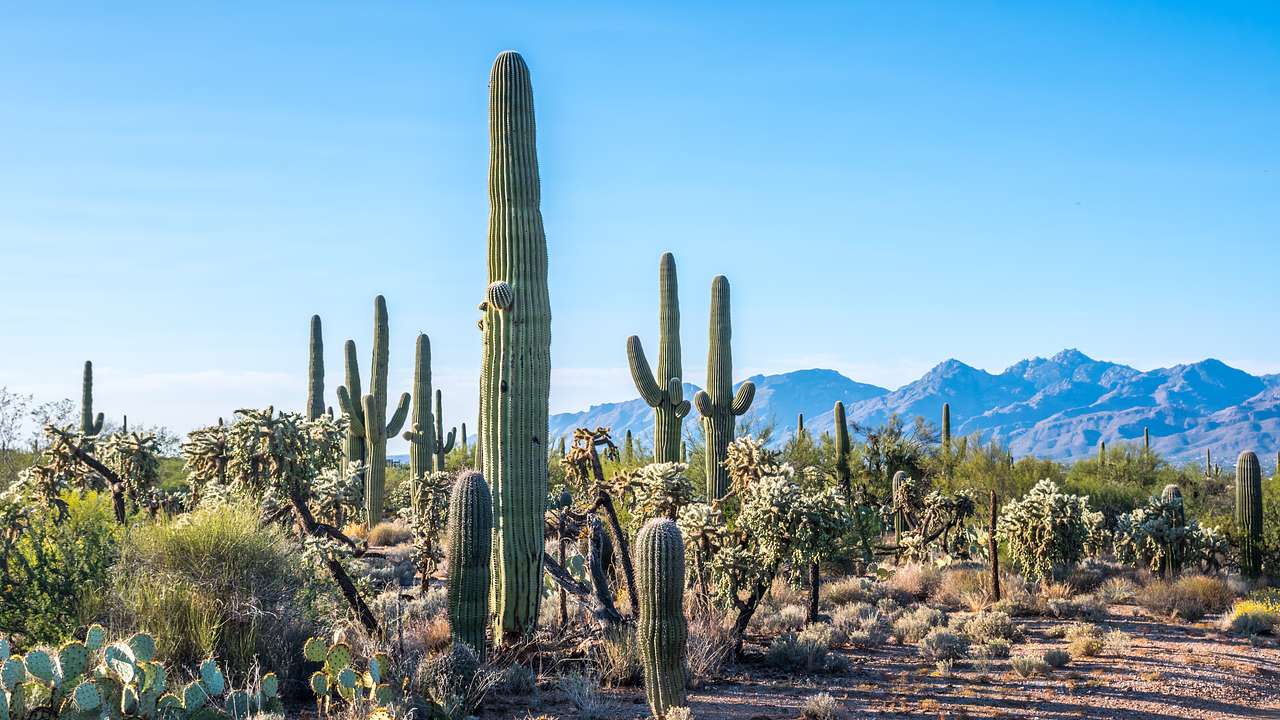 35 Famous Landmarks in Arizona to Visit