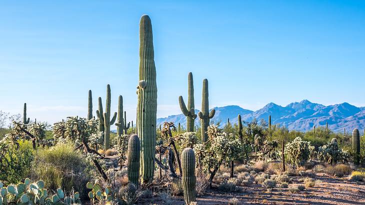 A desert with cacti against rugged mountains under a clear sky
