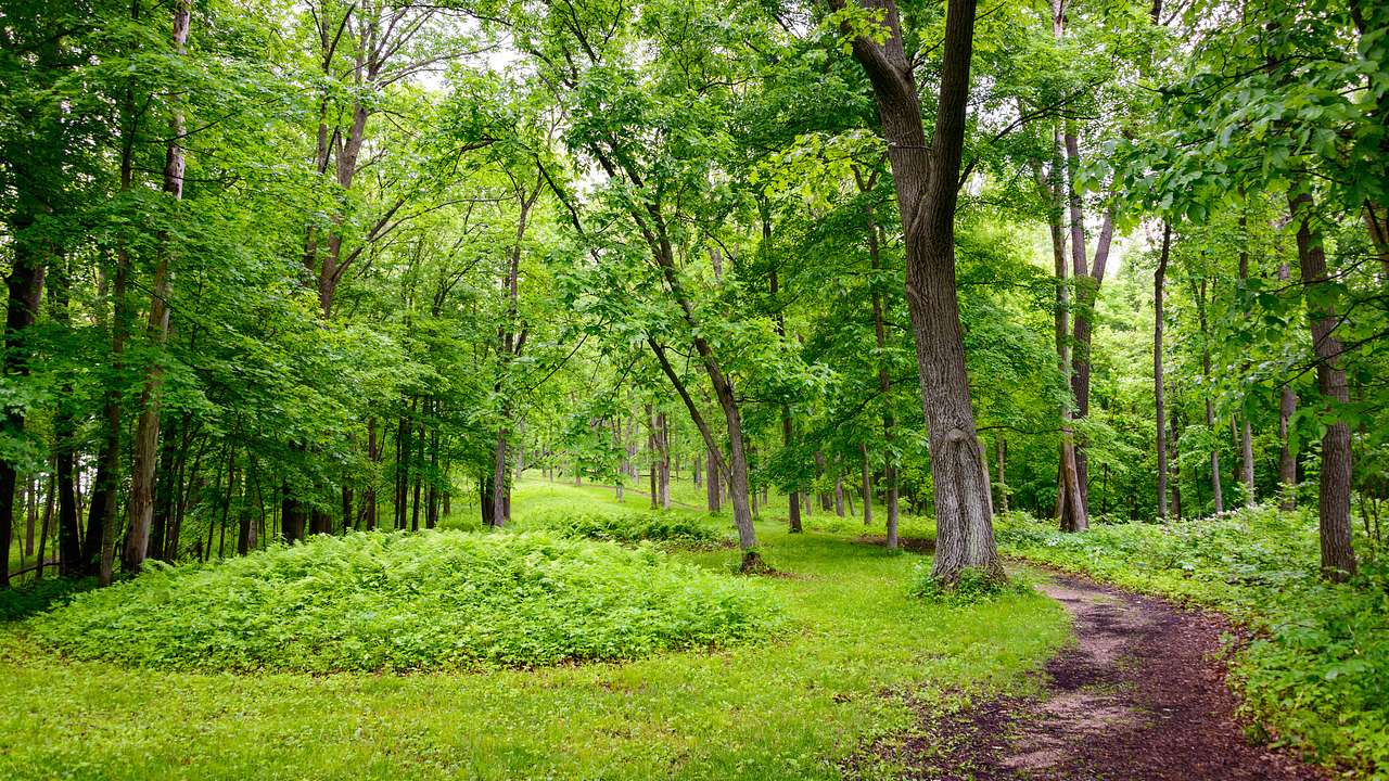 A forest trail leading past an effigy mound with green overgrowth