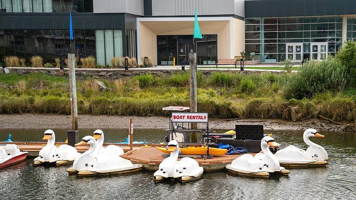 Swan pedal boats moored on the water with a "boat rentals" sign behind them