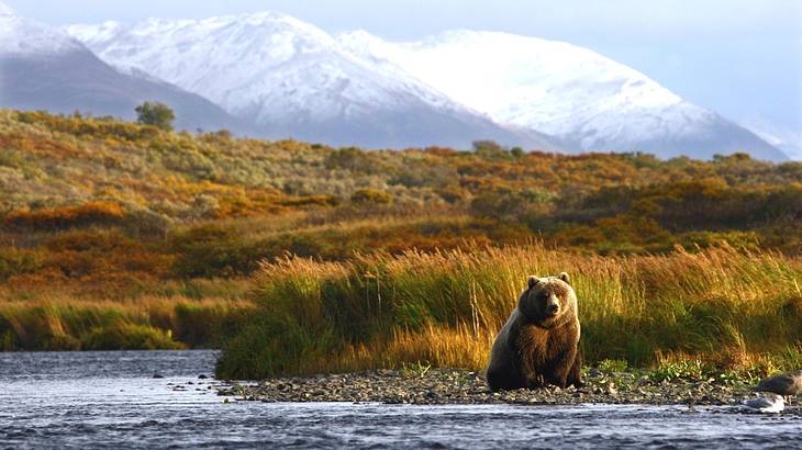 Lush brown grass with a brown bear overlooking water, against white mountains